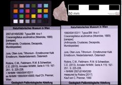 Foto (Objekt + Etiketten) von Cracensigillatus acutirostrus (Moericke, 1889) (NHMW-GEO-1990-0041-0311)